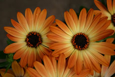 Osteospermum Sunadora�  Marbella